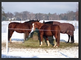 paddock_stall_ohretal-10