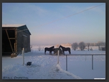 paddock_stall_ohretal-11