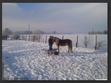 paddock_stall_ohretal-12