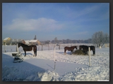 paddock_stall_ohretal-13