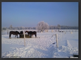 paddock_stall_ohretal-14