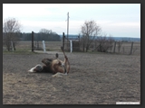 paddock_stall_ohretal-15