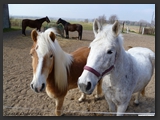 paddock_stall_ohretal-17