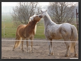 paddock_stall_ohretal-19