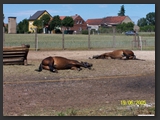 paddock_stall_ohretal-2