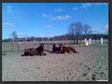 paddock_stall_ohretal-4