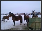 paddock_stall_ohretal-7