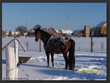 paddock_stall_ohretal-9