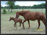 paddock_stall_ohretal