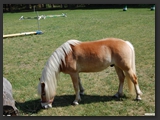 reitplatz_stall_ohretal-15