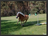 reitplatz_stall_ohretal-16