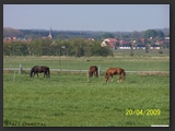 Weideflaechen_Stall_Ohretal-12