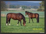 Weideflaechen_Stall_Ohretal-13