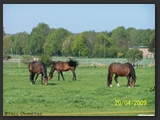 Weideflaechen_Stall_Ohretal-14