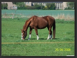 Weideflaechen_Stall_Ohretal-15