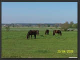 Weideflaechen_Stall_Ohretal-16