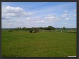 Weideflaechen_Stall_Ohretal-17