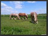 Weideflaechen_Stall_Ohretal-19