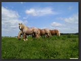 Weideflaechen_Stall_Ohretal-20