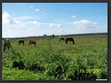 Weideflaechen_Stall_Ohretal-22
