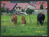 Weideflaechen_Stall_Ohretal-27