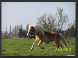 Weideflaechen_Stall_Ohretal-29