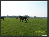 Weideflaechen_Stall_Ohretal-30