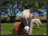 Weideflaechen_Stall_Ohretal-31