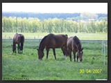 Weideflaechen_Stall_Ohretal-4