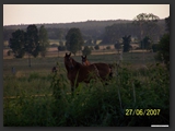 Weideflaechen_Stall_Ohretal-5
