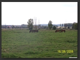 Weideflaechen_Stall_Ohretal-9